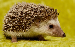 Cute-Hedgehog